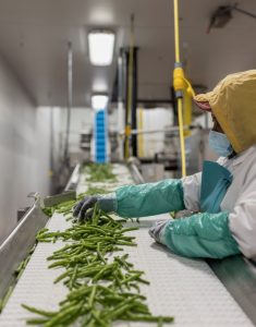 Blanco Creek Farms Green Bean Processing