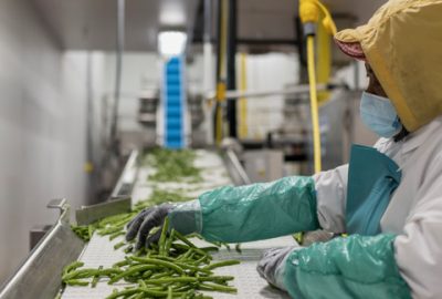 Blanco Creek Farms Green Bean Processing